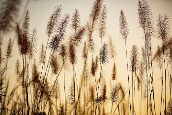 Aesthetic nature background, wheat field | Free Photo - rawpixel