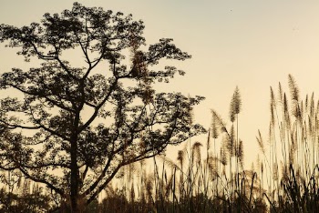 Aesthetic nature background, wheat field | Free Photo - rawpixel