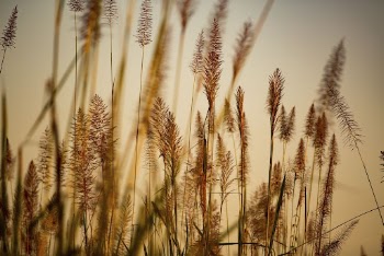 Aesthetic nature background, wheat field | Free Photo - rawpixel