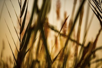 Aesthetic nature background, wheat field | Free Photo - rawpixel