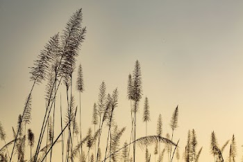 Aesthetic nature background, wheat field | Free Photo - rawpixel