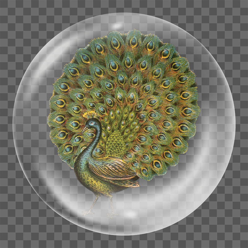 Aesthetic peacock png sticker,  | Free PNG - rawpixel