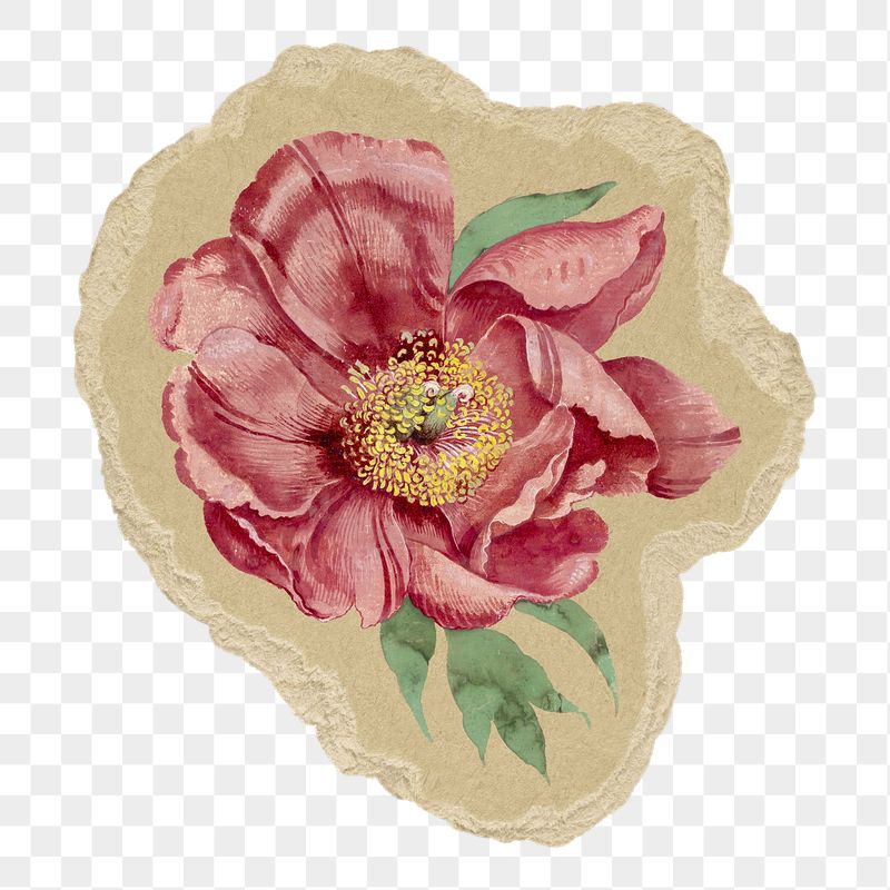 Aesthetic peony png sticker, ripped | Free PNG Illustration - rawpixel