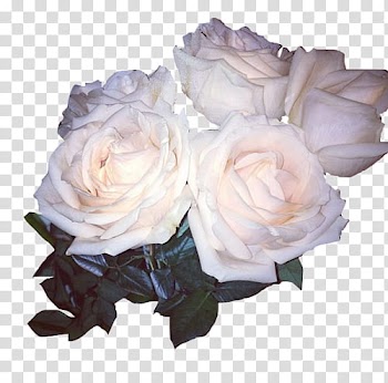 Aesthetic, pink rose flowers transparent background PNG clipart