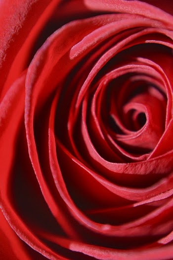 Aesthetic rose close up background, | Free Photo - rawpixel