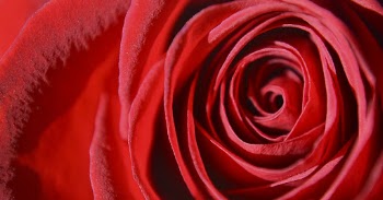 Aesthetic rose close up background, | Free Photo - rawpixel