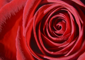 Aesthetic rose close up background, | Free Photo - rawpixel