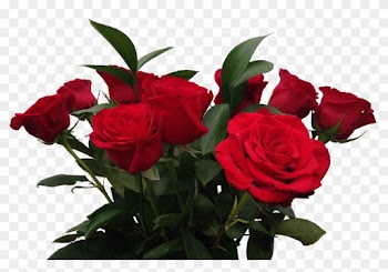 Aesthetic Roses Transparent