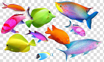 AESTHETIC S , assorted fishes transparent background PNG clipart ...