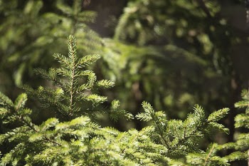 Aesthetic spruce tree background. Free | Free Photo - rawpixel