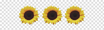 Aesthetic Sunflower PNG Download Image