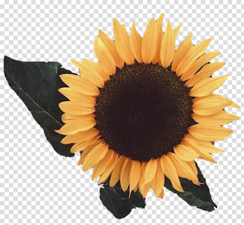 Aesthetic Sunflower PNG Image