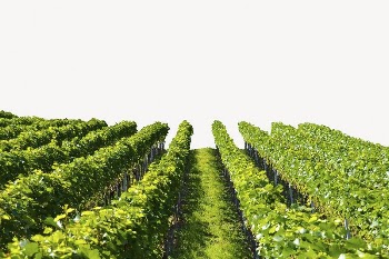 Aesthetic vineyard background, farming, agriculture | Free PSD - rawpixel