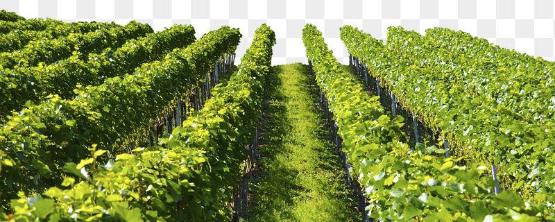 Aesthetic vineyard png border, transparent | Free PNG - rawpixel