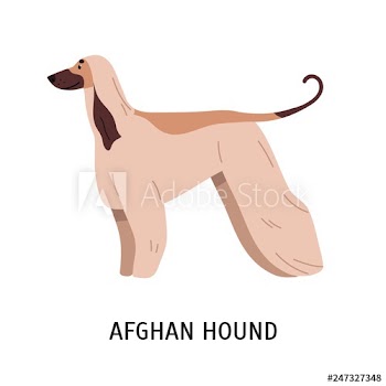 Afghan Hound or Tazi