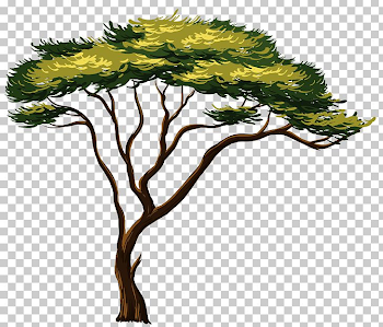 Africa Tree PNG, Clipart, Africa, African Trees, Baobab, Branch ...