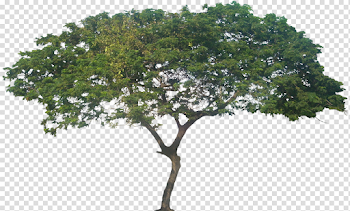 Africa Tree Png, png collections at sccpre.cat