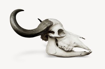 African buffalo skull collage element, | Free PSD - rawpixel