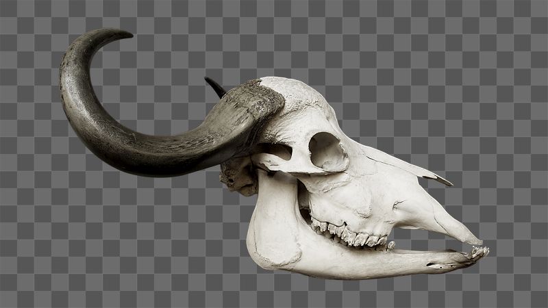 African buffalo skull png sticker, | Free PNG - rawpixel