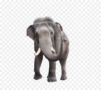 African bush elephant Indian elephant Stock photography - Elephant 