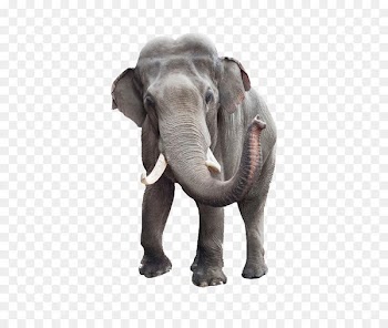 African bush elephant Indian elephant Stock photography Elephant Head Lodge - Elephant 