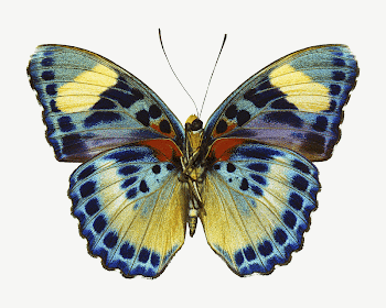 African butterfly collage element  | Free PSD - rawpixel