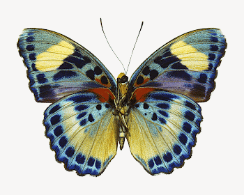 African butterfly collage element, isolated | Free Photo - rawpixel