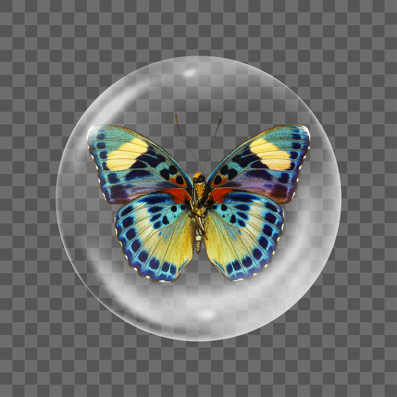 African butterfly png sticker, bubble | Free PNG - rawpixel