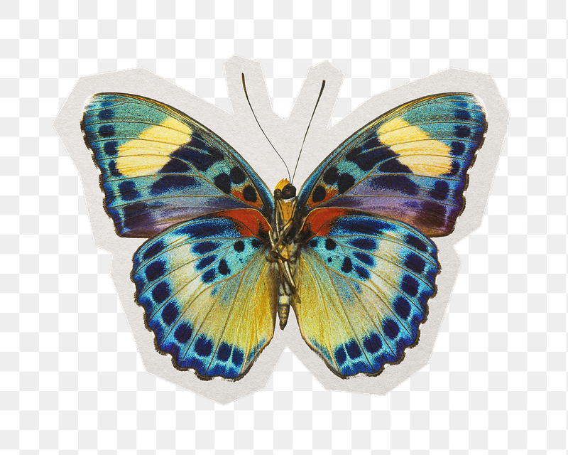 African butterfly png sticker, paper | Free PNG - rawpixel