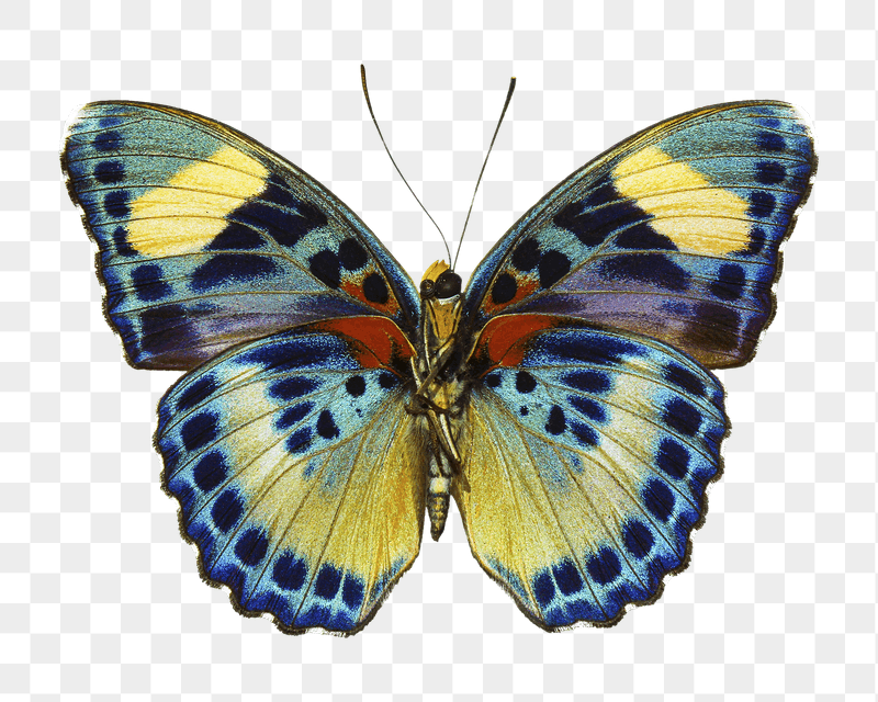 African butterfly png sticker, transparent | Free PNG - rawpixel