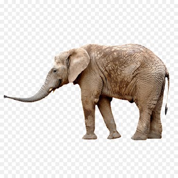 African elephant Asian elephant Stock photography stock.xchng - simple elephant 