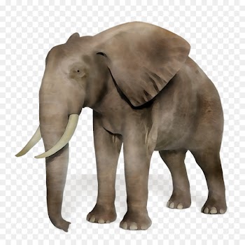African elephant Asian elephant Tusk -  