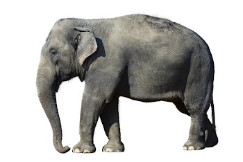 African elephant at the zoo, isolated on white background.