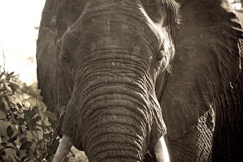 African Elephant Close Up