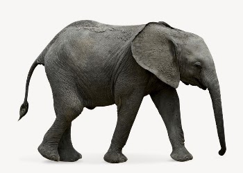 African elephant collage element,  | Free PSD - rawpixel