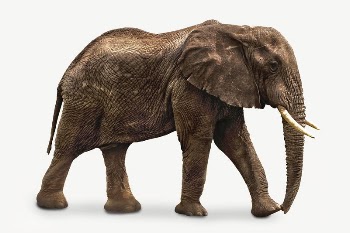 African elephant collage element, isolated | Free PSD - rawpixel