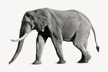African elephant isolated on white, | Free PSD - rawpixel