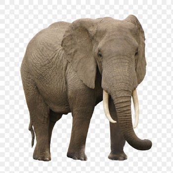 African elephant png, animal, transparent | Free PNG - rawpixel