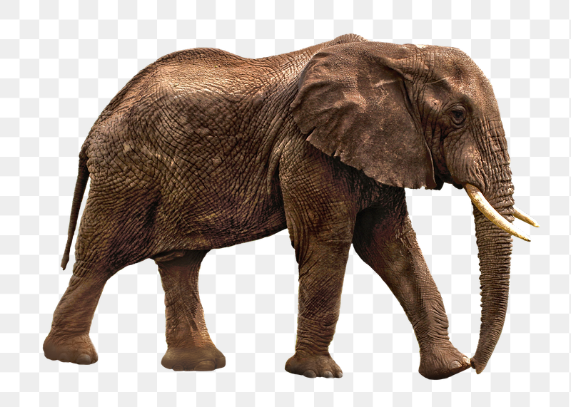 African elephant png sticker, animal | Free PNG - rawpixel