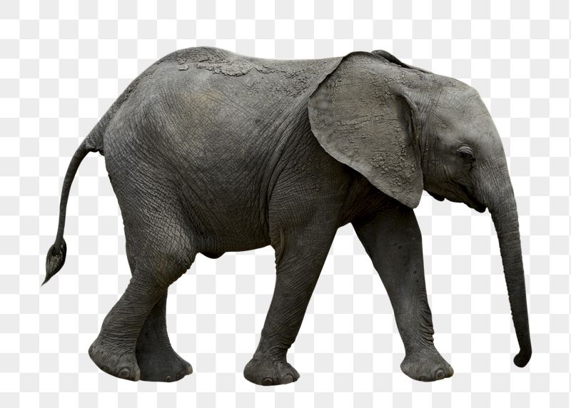 African elephant png sticker, transparent | Free PNG - rawpixel