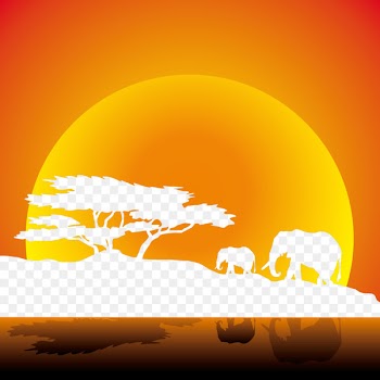 African elephant Savanna - Elephants African savannah sunset 