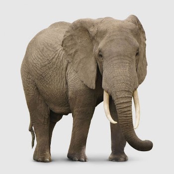 African elephant sticker, animal design | Free PSD - rawpixel