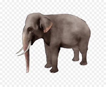 African elephant Stock photography stock.xchng Royalty-free -  