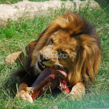African male lion eating | Lions, Tigers & Big Cats | Animals | Pixoto