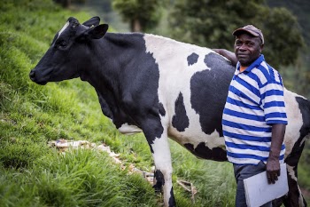 African man and cow, Nkuringo, | Free Photo - rawpixel
