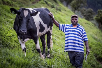 African man and cow, Nkuringo, | Free Photo - rawpixel