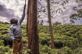 African man looking at tree, | Free Photo - rawpixel