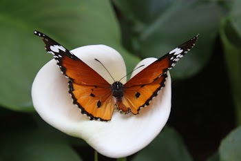 African Monarch Butterfly on White Calla Lily Flower