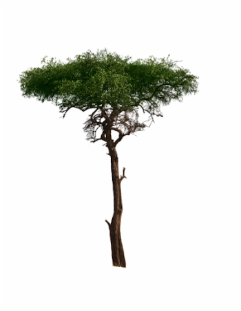 african tree png at sccpre.cat