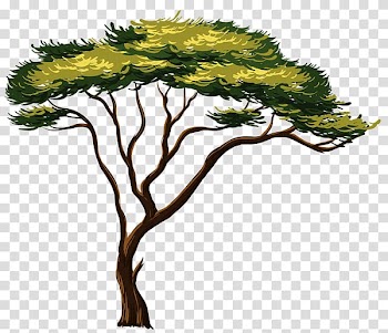 African Trees , tree watercolor transparent background PNG clipart